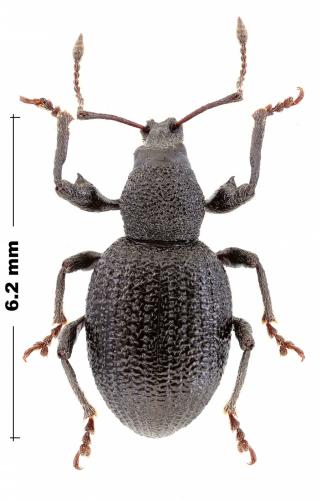 Otiorhynchus sp.